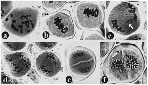 Figure 5. Study of meiotic chromosomes in Ledebouria revoluta stained with aceto-carmine: (a) diakinesis of prophase-I showing 33 bivalents; (b) metaphase-I; (c) anaphase-I with one bivalent laggard (arrow); (d) anaphase-I; (e) a perfect diad with two distinct cells covered by a common wall; (f) metaphase-II showing each haploid cell of the diad containing 15 chromosomes arranged in equatorial plane. In one cell of the diad, a chromosome failed to reach the equatorial plane (arrow).