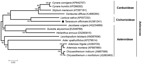 Figure 1. Maximum likelihood phylogenetic tree of T. officinale with related 14 species of the family Asteraceae based on common 68 chloroplast protein-coding genes. Numbers in the nodes are the bootstrap values from 1000 replicates.