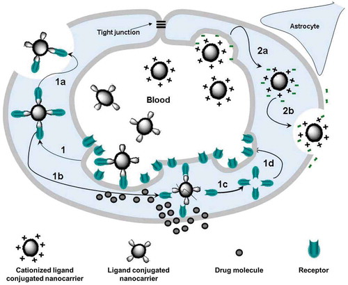 Figure 3. Mechanisms of drug transport through the blood-brain barrier using nanocarriers conjugated to receptor-specific ligands and cationized ligands. (1) Receptor-mediated endocytosis of the nanocarrier; (1a) Exocytosis of the nanocarrier; (1b) Dissociation of the receptor from the ligand-conjugated nanocarrier and acidification of the vesicle leading to the degradation of the nanocarrier and the release of the drug into the brain; (1 c and 1d) Recycling of receptors at the luminal cytoplasmic membrane; (2a) Adsorptive-mediated endocytosis of the nanocarrier conjugated to cationized ligands; (2b) Exocytosis of positively charged nanocarriers. Reproduced with permission [Citation58]