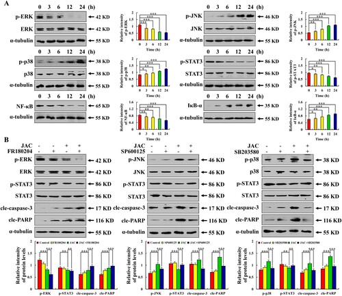 Figure 4. Effects of JAC on the MAPK/STAT3/NF-κB signaling pathway in AGS cells. AGS cells were treated with 39 μM JAC for 3, 6, 12, and 24 h. (A) Expression of MAPK, STAT3, and NF-κB signaling pathway-related proteins detected by western blotting. AGS cells treated with 39 µM JAC and 10 µM MAPK signaling pathway inhibitors for 24 h. (B) Expression of MAPK signaling pathway (ERK, JNK, and p38) proteins detected by western blotting analysis. α-tubulin was used as an internal control. Data are representative of three independent experiments (n = 3), * p < 0.05, ** p < 0.01, and *** p < 0.001 vs. 0 h, control or JAC + MAPK inhibitor groups.