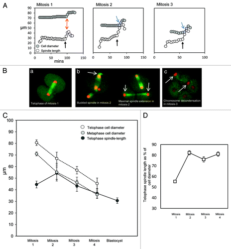 Figure 3. The extent of anaphase-B spindle elongation is a function of cell size from the two-cell stage onwards. (A) Examples of analysis of spindle length and cell diameter during mitosis in early development. As previously, cell diameter is measured along the same axis as the spindle, and the spindles were confirmed as parallel to the coverslip. Note that spindle extension is modest in mitosis-1, such that spindle length remains substantially shorter than the length of the cell along the same axis as the spindle (highlighted with red arrows). In contrast, in later mitoses, anaphase spindle extension causes the spindle to assume a length similar to that of the cell diameter (highlighted with blue arrows). Black arrows indicate the onset of anaphase, as identified using H2B::RFP images. (B) Illustrative example images. (a) A spindle at maximal telophase extension at the end of mitosis-1. Note that the decondensing chromosomes are approximately at the center of the forming daughter cells. In some cases, the nucleus subsequently migrated toward the plasmalemma before re-positioning at the cell center. (b) Images of embryos undergoing the second mitosis. Notice in the left panel that spindle poles are in close apposition with the plasmalemma in mid-anaphase, and the spindle appears buckled (arrow). Note in the right-hand panel that the telophase chromosomes are subsequently placed close to the plasmalemma in the cell cortex (arrows). See also Figure 4A for a further example. (c) An embryo in which one blastomere has just completed the third mitosis. Arrowheads indicate newly formed nuclei. Notice that the nuclei are at the extreme opposite sides of the two daughter cells. (C) Analysis of cell diameter and maximal spindle length throughout pre-implantation development. Note that the final extent of chromosome segregation is closely related to cell size from the second mitosis onwards, but not in the first mitosis; 16 to 19 embryos were analyzed per experimental stage. Error bars indicate standard deviation; SEM was negligible. There is no significant difference in telophase spindle length between mitosis-1 and mitosis-3, whereas spindle lengths are significantly different from each other at all other stages; p < 0.01, ANOVA. (D) Telophase spindle length presented as a proportion of the telophase cell diameter. Note that the telophase spindle is substantially shorter than the diameter of the cell in mitosis-1, but extends to ~80% of the cell diameter in subsequent mitoses.