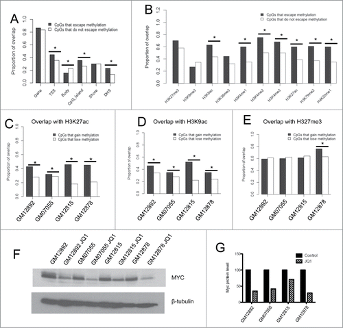 Figure 4. Investigation of the relationship between cytosine modification and histone marks on the Xi (A) Proportion of overlap of CpGs that escape methylation and those that do not with certain genic contexts. (B) Proportion of overlap of CpGs within TSSs that escape methylation and those that do not with histone modifications and transcription factor binding sites obtained from the ENCODE Tier 1 LCL GM12878. (C–E) Proportion of overlap of CpGs that gain methylation or lose methylation following JQ1 treatment with H3K27ac (C), H3K9ac (D), and H3K27me3 (E). Asterisks denote P < 0.05 calculated by the Chi-squared test. (F–G) Western blot of Myc protein levels in 4 LCLs treated with DMSO vehicle control or JQ1 (F). Densitometry quantification analyses performed with ImageJ software (G). (*) denotes P < 0.05 by Chi-squared tests.