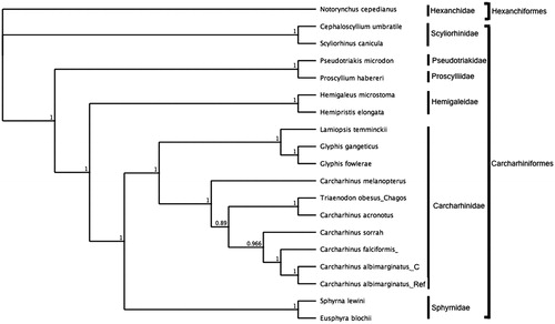Figure 1. Bayesian estimate of phylogenetic position of Carcharhinus albimarginatus within the order Carcharhiniformes computed with complete mitochondrial genomes. Members of the order Hexanchiformes served as the outgroup. Families are indicated by vertical lines and orders by square brackets. Numbers at nodes are posterior probabilities. GenBank Accession Numbers: Notorynchus cepedianus (AB560489.1); Cephaloscyllium umbratile (KT003686.1); Scyliorhinuscanicula (Y16067.1); Proscylliumhabereri (KU721838.1); Pseudotriakismicrodon (AB560493.1); Hemipristiselongata (KU508621.1); Hemigaleusmicrostoma (KT003687.1); Lamiopsistemminckii (KT698048.1); Glyphisfowlerae (KT698049.1); G. gangeticus (KT698040.1); Carcharhinusmelanopterus (KJ720818.1); C. sorrah (KF612341.1); C.falciformis(MK092088); C. acronotus (KF728380.1); Carcharhinus albimarginatus _Ref (JQ518609.1); C. albimarginatus_C (MT104516); Eusphyrablochii (KU892590.1); Sphyrna lewini (JX827259.1).