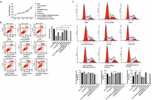 Figure 3. Silence of circ_0102049 promoted the growth, inhibited apoptosis, and promoted G2 phase arrest of MG63 cells through modulating miR-520g-3p/PLK2. MG63 cells were transfected with sh-circ_0102049, sh-NC, miR-520g-3p mimics, miR-NC, inhibitor NC, sh-circ_0102049 + miR-520g-3p inhibitor, sh-circ_0102049 + pc-PLK2 or miR-520g-3p mimics + pc-PLK2. (a) Cell proliferation was evaluated by CCK- assay. (b and c) Cell apoptosis (b) and cell cycle (c) was evaluated by flow cytometry. N = 3, * P < 0.05, ** P < 0.01 and no marks indicates no significant difference