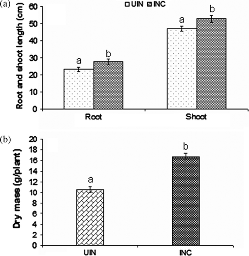 Figure 1.  Shoot, root length, and dry biomass of wheat plants inoculated with P. putida strain AKMP7 grown under heat stress (UIN = uninoculated; INC = inoculated). (a) root and shoot length (cm); (b) dry mass (g/plant).Values are means of six readings with ± SE. Values with different letters are significantly different at p <0.05.