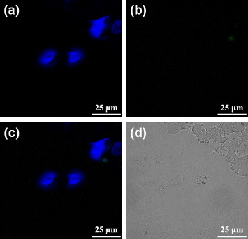 Figure 8. Confocal fluorescence microscopy images of the mixture (dODN and bare PBNPs) treated 22rv1 cells: (a) the channel for observing the nuclei stained with DAPI, (b) the channel for observing the FAM-labeled dODN, (c) the merged image of (a) and (b), and (d) the bright-field image of the cells.