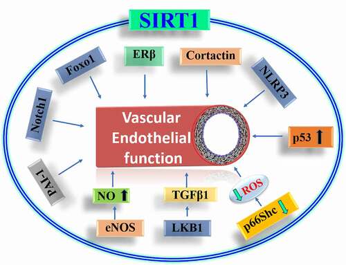 Figure 2. Regulation of endothelial function by Sirtuin1. SIRT1 mediated deacetylation reduces oxidative stress by decreasing the level of reactive oxygen species and thereby increases nitric oxide availability. SIRT1 also regulates proteins which control inflammation and cell cycle which improves endothelial health. FOXO1: Forkhead box class O family of transcription factor, ER-β: Oestrogen receptor-beta, NLRP3: NLR family pyrin domain containing 3, ROS: Reactive oxygen species, LKB1: liver kinase β1, TGF-β: Transforming growth factor β, NO: Nitric oxide, eNOS: Endothelial nitric oxide, PAI-1: Plasminogen activator inhibitor 1.