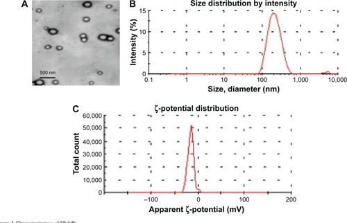 Figure 1 Characterization of EP-NPs.Notes: (A) Appearance of EP-NPs under transmission electron microscopy; (B) diameter data of EP-NP formulation; (C) ζ-potential of EP-NPs. All measurements were carried out in triplicate.Abbreviation: EP-NPs, ethyl pyruvate nanoparticles.