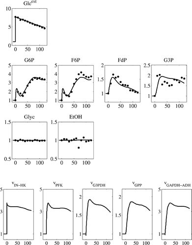 Figure 4. Simulation of the glucose perturbation with the estimated parameters. The metabolites are presented on y-axis as fold changes relative to reference steady state, and x-axis represents the time in seconds.