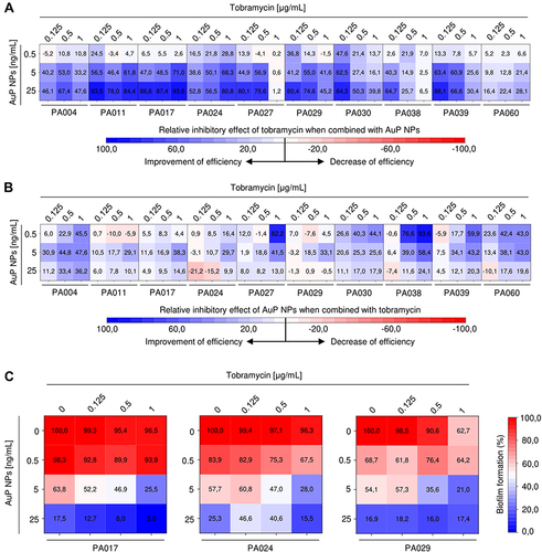 Figure 8 Improvement of therapeutic efficiency of tobramycin and AuP NPs when combined together. Relative inhibitory effect of tobramycin (at concentrations of 0.125, 0.5 and 1 µg/mL) and AuP NPs (at doses of 0.5, 5 and 25 ng/mL) compared to single-agent treatment is presented in (A and B) using heatmap plot type with blue and red colors indicating the improvement and decrease of therapeutic efficiency, respectively. (C) demonstrates the formation of biofilms by three tobramycin-resistant P. aeruginosa strains (PA017, PA024, PA029) upon treatment with tobramycin and AuP NPs alone or when combined. The results are presented as mean from 3 independent replicates.