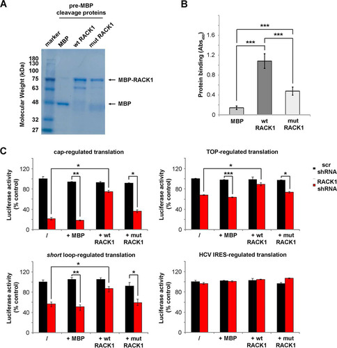 FIG 2 RACK1 binding to the ribosome is necessary for modulating translation. (A) Representative Coomassie blue-stained gel showing purified MBP-RACK1 proteins prior to MBP cleavage. wt, wild type; mut, mutant. (B) Efficiencies of binding of recombinant proteins (MBP [used as a control], wild-type RACK1, and R36D K38E mutant RACK1) to the ribosome as measured by an in vitro ribosome interaction assay. (C) Quantification of in vitro translational efficiencies of different mRNAs under conditions of RACK1 depletion that were rescued by recombinant wild-type or mutant RACK1 proteins. Data are from representative assays. At least four independent replicates per experiment were performed. Means and standard deviations are shown. Statistical significance was determined by the t test. P values are indicated as follows: *, <0.05; **, <0.01; ***, <0.001.