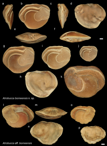 Figure 7. Sciaenidae. a-f: Atrobucca borneensis holotype from AH (NHMUK PV P 76640), posterior (a), inner (b), anterior (c), external (d), dorsal (e) and ventral views (f); g-h: A. borneensis paratype from AH (NHMUK PV P 76641), inner and external views; i-k: A. borneensis from AH inner views of selected size range (NHMUK PV P 766342-44); l-p: Atrobucca aff. borneensis from AH (GUBD V0198), l-n specimen 1: inner (l), dorsal (m) and external (n) views; o-p specimen 2: inner (o) and external (p) views. Scale bar: 1 mm.