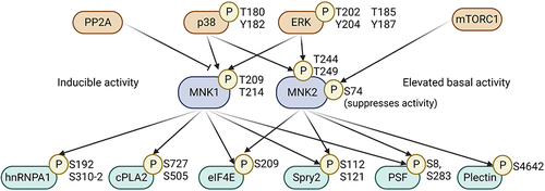 Figure 1 Schematic of MNK signaling with the main upstream and downstream proteins and phosphorylation sites identified in the literature. Figure created with BioRender.