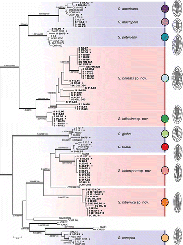 Fig. 2. Phylogeny of the genus Synura, section Peterseniae, obtained by Bayesian inference of the concatenated ITS rDNA, rbcL and cox1 dataset. The analysis was performed under a partitioned model, using different substitution models for each partition. Values at the nodes indicate statistical support estimated by three methods; MrBayes posterior node probability (left), maximum likelihood bootstrap (middle), and maximum parsimony bootstrap (right). Only statistical supports higher than 0.90/50/50 are shown. Thick branches highlight nodes receiving the highest posterior probability (PP) support (1.00). Newly sequenced strains are marked in bold. Strains used for the statistical analyses of morphological features are marked by asterisks. Scale bar represents the expected number of substitutions per site.