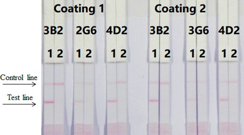 Figure 4. Optimisation of different antibodies and coating antigens. Antibody 4D2 and coating 2 were better. 1 = 0 ng/mL, 2 = 10 ng/mL.