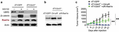 Figure 5. Potential immunogens and interacting partners controlled by UBR5. (a) Protein expression of Raet1e in WT vs. Ubr5−/- 4T1 cells treated with MG132 or not, by Western blot analysis. (b,c) Knocking down Raet1e using siRNA in 4T1/Ubr5−/- cells partially restored its tumor growth in vivo. (b) 48 h after siRNA transfection, Raet1e protein levels in 4T1 cells were measured by western blot. (c) After Raet1e-siRNA transfection, 4T1/Ubr5−/- tumor cells were s.c. injected in the abdominal mammary gland. Tumor growth was monitored for 3 weeks. Data are representative of two independent experiments with similar results. Data represent mean ± SEM, **P < .01