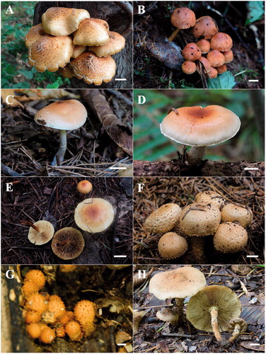 Figure 2. Fruiting bodies of eight reported Pholiota species in Korea. (A) P. adiposa complex; (B) P. astragalina; (C) P. lenta; (D) P. lubrica; (E) P. multicingulata; (F) P. squarrosa; (G) P. squarrosoides; (H) P. terrestris. Scale bar = 10 mm.