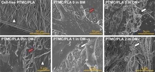 Figure 11 Biomineralization is visible on cell monolayers cultivated on Dexa-loaded films like in OM+ condition. Illustration of PTMC/PLA composite film surface (dashed lines denote the cross-section and white triangle the PLA fibers).Notes: The red and white arrows denote cells’ membrane and clusters of minerals, respectively. SEM was realized on Day 28 of the in vitro culture experiment.Abbreviations: OM, osteogenic media; PLA, poly(lactic acid); PTMC, poly(trimethylene carbonate); SEM, scanning electron microscopy.