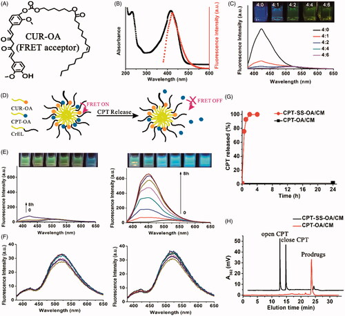 Figure 3. Chemical structure of CUR-OA as a FRET acceptor (A). The emission spectrum of CPT-OA/CM overlapped with the absorption spectrum of CUR-OA/CM, indicating a good FRET pair (B). Effect of CPT-OA/CUR-OA ratio (mole/mole) on the quenching in CPT fluorescence of CPT-CUR/CM (C). Schematic illustration of the FRET CPT-CUR/CM to monitor CPT release (D). The kinetic changes of appearance under a UV lamp with excitation at 365 nm and emission spectra in 10 mM PB (pH 7.4) containing 10 mM DTT (E) and 0 mM DTT (F). CPT release from CPT-OA/CM and CPT-SS-OA/CM in 10 mM PB containing 10 mM DTT (G). Typical HPLC analysis of CPT-OA/CM (24 h) and CPT-SS-OA/CM (1 h) in 10 mM DTT (H).