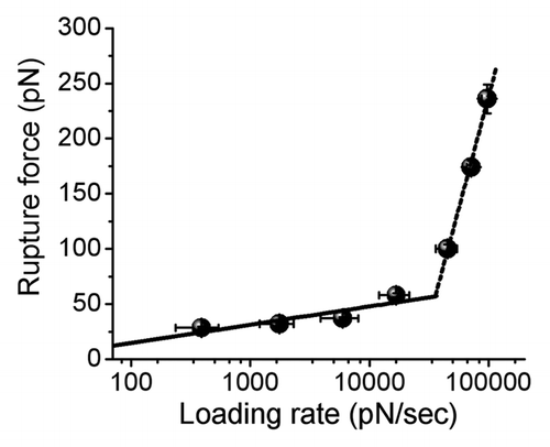 Figure 3 Dynamic force spectrum of CGNNQQNY peptide interactions measured at pH 5.6.