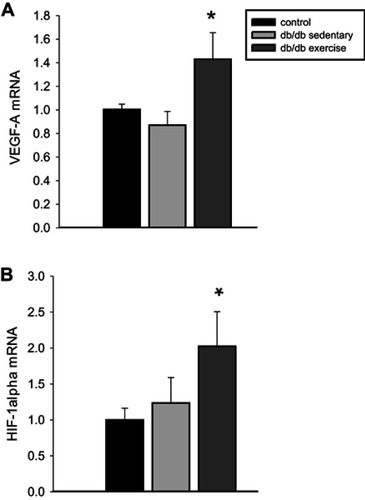 Figure 2 The effects of diabetes and exercise training on cardiac mRNA VEGF-A (panel A) and HIF-1α (panel B) expression. Values are reported as mean ± SEM for 4–6 mice per group. *P<0.05 compared to lean control mice.Abbreviations: VEGF-A, vascular endothelial growth factor; HIF-1α, hypoxia-induced factor.