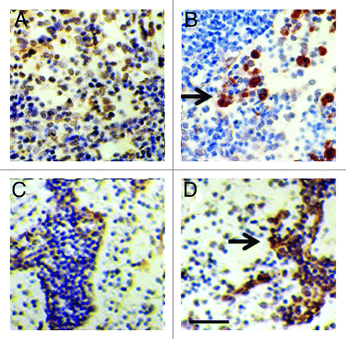 Figure 4. In situ hybridization was performed using pig proinsulin sense (A and C) or antisense probes (B and D) on sections of mesenteric lymph node originating from a STZ-diabetic Lewis rat (A and B) or a STZ-diabetic rhesus macaque (C and D). Arrows delineate cells to which the antisense probe is hybridized (B and D). Scale bar 30 um. Reproduced with permission.Citation12,Citation15