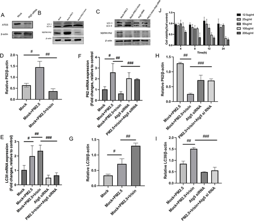 Figure 3 Irisin elevated autophagy related protein and mRNA expression in MH-S cells. (A–C) P62 and LC3 protein expression by Western blotting. (D and E) Gene level of P62 and LC3II by qPCR (normalized to GAPDH). (F–I) Intensity of protein bands in different treatments were quantified using Image J software. (J) Cell viability of MH-S cells at different time point after exposed to PM2.5 with different concentration. Significant differences were presented as p < 0.05. #p < 0.05, Mock group vs Mock+PM2.5 group. ##p < 0.05, Mock+PM2.5 group vs Mock+PM2.5 +Irisin group. ###p < 0.05, Mock+PM2.5 +Irisin group vs PM2.5 +Irisin+Atg5 siRNA group.