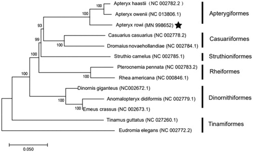 Figure 1. Neighbor-joining molecular phylogenetic tree of 13 species of Palaeognathae based on complete mitogenome sequences, the pentagram is the species of this study. GenBank accession numbers are indicated in brackets.