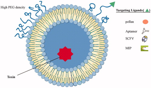 Figure 1. An illustrative structure of proposed T-nano-liposome. Liposomes can be surface functionalized to endow stealth through PEGylation and to promote receptor-mediated endocytosis by using targeting ligands such as pollen antigens, SCFV, aptamer, and MIP. PEGylation extends liposomal circulation half-life in vivo by reducing clearance, immune recognition, and the non-specific absorption of serum proteins. Polyethylene glycol (PEG) density determines its structure at the liposome surface.