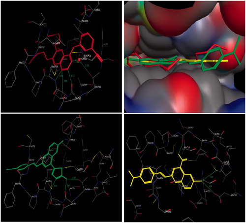 Figure 3. Three-dimensional interactions of erlotinib (upper left panel), compounds 4b (lower left panel), and 3a (lower right panel) with the receptor pocket of EGFR kinase. Hydrogen bonds are shown as green line. Upper right panel shows superimposition of compounds 4b (green coloured) and 3a (yellow coloured) on erlotinib (red coloured) inside the pockets of the active site.