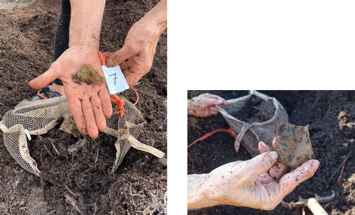 Figure 1. Degradation and discoloration after 1 month of hot composting.