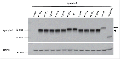 Figure 2. Western blot analysis of the expression of syncytin-2 and its single N-glycosylation site mutants in 293T-EmGFP cells after 36 h of transfection. All N-glycans of wild-type (WT) syncytin-2 were removed by treatment with PNGase F N-glycanase. phCMV empty vector (empty) was used as a control. The arrow and arrowhead represent bands with higher and lower molecular weight than for WT syncytin-2, respectively.