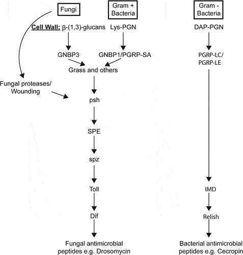 Figure 5. A simplified model of the immune (Toll and Imd) pathways, principally based on Dudzic et al. [Citation38].