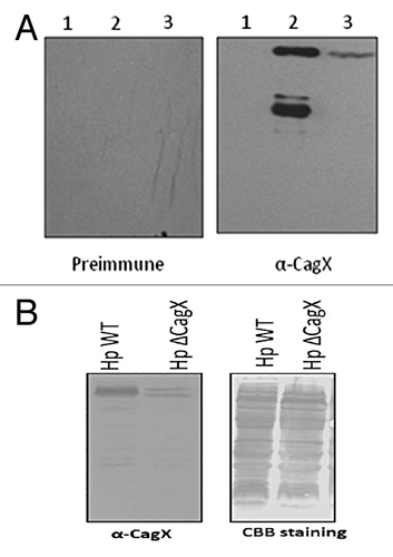 Figure 3. (A) western blot showing specificity of the anti-CagX antibody. Lane -1, total E. coli cell extract (uninduced), lane-2, induced E. coli extract, lane-3, total H. pylori 26695 cell extract. Blot was probed with preimmune serum (left panel) and anti-CagX serum (right panel). (B) western blot (left panel) and CBB stain (right panel) of total cell extract of H. pylori wild type and H. pylori cagX null strain to show specificity of raised CagX antisera.