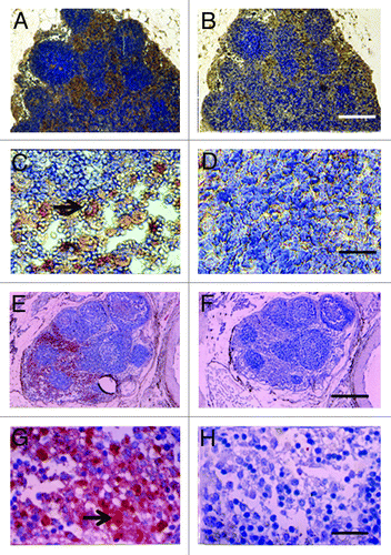 Figure 3. Photomicrographs of mesenteric lymph nodes from a STZ-diabetic Lewis rat (A-D) or STZ diabetic rhesus macaque (E-H) post-transplantation of E28 pig pancreatic primordia. Sections A,C, E and G are stained with an anti-insulin antibody. Sections B,D,F and H are stained using a control serum. Arrows (C and G) insulin positive cells. Scale bars 80 um (A and B); 30 um (C and D); 120 um (E and F) and 20 um (G and H). Reproduced with permission.Citation13,Citation15