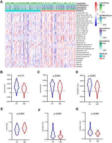 Figure 9 Analysis of tumor microenvironment for the five-gene signature. (A) The heatmap depicted the immune and stromal scores, tumor purity, also relative abundance of 28 immune cell subsets using ssGSEA and ESTIMATE method. (B–G) violin plots showed comparison between high- and low- risk group in the Immune scores (B), stromal scores (C), ESTIMATE scores (D), tumor purity (E), activated B cells (F), immature B cells (G).