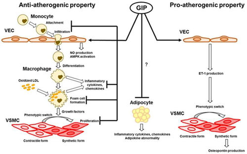 Figure 3 Diagrammatic relationship between GIP and atherosclerosis. Reprinted from Mori Y, Matsui T, Hirano T, Yamagishi SI. GIP as a potential therapeutic target for atherosclerotic cardiovascular disease-a systematic review. Int J Mol Sci. 2020;21(4):1509. Creative Commons license and disclaimer available from: http://creativecommons.org/licenses/by/4.0/legalcode.Citation32