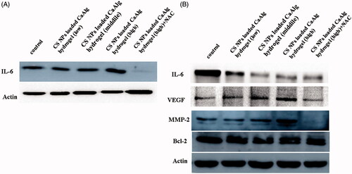 Figure 7. Expression levels of IL-6 protein in HUVEC treated with CS NPs loaded CaAlg hydrogel containing low concentration of CS at 20 μg/mL, middle concentration of CS at 50 μg/mL and high concentration at 100 μg/mL for 12 h (A). Western blot analyses of the expression levels of IL-6, VEGF, MMP-2 and Bcl-2 in HUVEC following treatment with CS NPs loaded CaAlg hydrogel for 48 h (B).