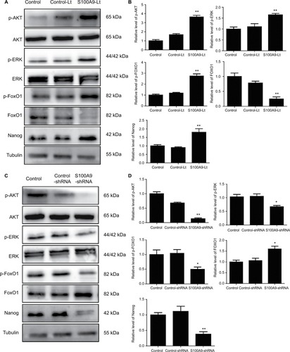 Figure 7 Levels of p-AKT, AKT, p-ERK, ERK, p-FOXO1, FOXO1, and Nanog in S100A9 overexpression and knockdown SiHa cells.Notes: (A and C) p-AKT, AKT, p-ERK, ERK, p-FOXO1, FOXO1, and Nanog proteins expression was analyzed by Western blot. (B and D) The data were presented as relative expression level of p-AKT, AKT, p-ERK, ERK, p-FOXO1, FOXO1, and Nanog proteins normalized to tubulin. Data are mean ± SD from triplicate experiments. *P<0.05 compared with the control and negative control group. **P<0.01 compared with the control and negative control group.Abbreviations: ERK, extracellular regulated protein kinases; p-ERK, phosphorylated extracellular regulated protein kinases; FOXO, forkhead box protein O; p-FOXO, phosphorylated forkhead box protein O; control-Lt, control lentivirus; S100A9-Lt, S100A9 lentivirus.