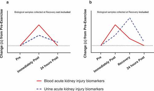 Figure 1. Illustrative model depicting the importance of the timing of when biological samples are collected for assessment of acute kidney injury biomarkers following exercise in the heat. Panel A shows a hypothetical kinetic response of acute kidney injury biomarkers based on data from our previous study in response to exercise in the heat without sample collection during a recovery period. Panel B is the same situation but includes biological sample collection during a recovery period. By contrasting Panel A with Panel B, it can be observed that the conclusions drawn regarding the influence of exercise in the heat on acute kidney injury biomarkers differ depending on when biological samples are obtained. This figure is not drawn to scale, but the illustration is modeled from data presented in Chapman et al. [Citation4]