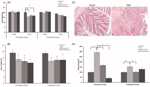 Figure 2. Effects of DSS, DSS + curcumin and DSS + sulfasalazine on the inflammatory parameters of DSS-induced colitis for prophylactic and therapeutic application. (A) Changes in the body weight, the weight of each mouse was taken in the first day of experiment (initial) and at the end of the experiment (final). (B) Changes in the colon lengths, (C) Histological findings, light micrographs of hematoxylin and eosin staining of mice in control group (a) and mice in DSS treated group and (b) for the prophylactic application. (D) Myeloperoxidase activity from colonic samples. Colonic samples were powdered using liquid nitrogen. After homogenization samples were centrifuged at 14 000 rpm for 15 min and supernatant was used for enzyme assay. The data represent means ± SD (n = 7 mice/group). *p < 0.05.