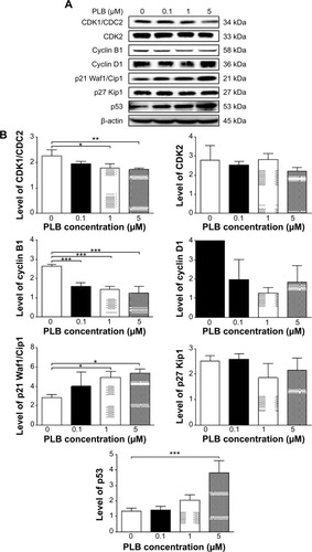 Figure 19 PLB regulates the expression of CDK1/CDC2, cyclin B1, CDK2, cyclin D1, p21 Waf1/Cip1, p27 Kip1, and p53 in PC-3 cells.