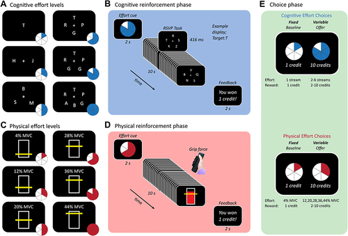 Figure 1 Experimental task. (A and B) Cognitive effort task required participants to monitor 1–6 streams of letters rapidly presented on the screen. (C and D) Physical effort task required sustaining target handgrip force (4–44% MVC). In the training phase, participants completed different effort levels presented in random order, in cognitive and physical domain (counterbalanced order). (E) In the choice phase, participants indicated their preferences between the fixed low-effort/low-reward baseline on the left and a variable high-effort/high-reward offer on the right.