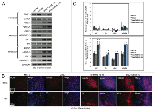 Figure 2.Expression of neural genes that specify regional identity is altered when DNMT3B is knocked down. (A) Gene expression analyses of NE regional specifiers at d12 of differentiation. Brain regions specified by these genes are indicated. (B) Immunocytochemistry for HOXB4 and ISL1 at d12. Cell nuclei were counterstained with DAPI. (C) Gene expression quantification of EN1, TH, HOXB4, ISL1 at d0 (top) and d12 (bottom) of differentiation. Data was normalized to undifferentiated H9 hESCs and displayed as a Log2 ratio. The p values displayed correspond as follows: * = < 0.05.