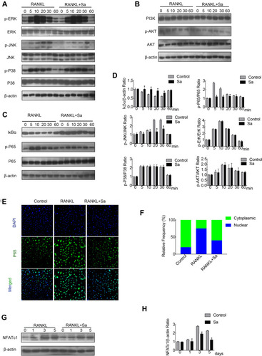 Figure 3 Sarsasapogenin attenuates RANKL-induced activation of the NF-κB and JNK/MPAK signaling pathways. (A–C) BMMs were pretreated with 4 μM sarsasapogenin for 1 h and then stimulated with RANKL for the indicated periods. Cell lysates were probed for protein levels using Western blot analysis (n = 3). (D) Relative changes in the phosphorylation statuses of p65, Akt, ERK, p38, and JNK were determined by densitometry and expressed as a ratio against its total protein counterpart, and the expression of Iκβα relative to actin, were determined using ImageJ. (E) Sarsasapogenin prevents p65 nuclear translocation and localization. Representative immunofluorescence images of p65 localization (red) in BMMs treated with sarsasapogenin and stimulated with RANKL. Nuclei were counterstained with DAPI (blue). (F) The relative frequency of nuclear and cytoplasmic p65 under each experimental condition was quantified using ImageJ (n = 3). (G) Total cellular proteins extracted from BMM-derived osteoclasts co-treated with RANKL and 4 μM sarsasapogenin for 0, 1, 3, or 5 days were subjected to immunoblot analyses using specific antibodies to NFATc1. β-Actin was used as an internal loading control. (n = 3). Total BMM-derived osteoclasts were cultured with RANKL (100 ng/mL) and M-CSF (25 ng/mL) with or without sarsasapogenin (4 μM) for 0, 1, 3, or 5 days. Cell lysates were probed for NFATc1 protein levels using Western blot analysis (n = 3). (H) Relative expression of NFATc1 was determined by densitometry and expressed as a ratio versus actin. Bar graphs represent the mean ± SD; *p < 0.05 versus respective controls.