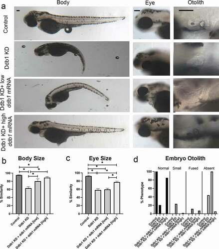 Figure 5. Ddb1 KD phenotypes overlap cohesinopathies and thalidomide teratogenicity phenotypes. (a) Representative images of control embryos (WT injected with ddb1 mRNA), Ddb1 KD (ddb1-SB MO injected), Ddb1 KD + low ddb1 mRNA (ddb1-SB MO co-injected with 25ng/μl ddb1 mRNA) and Ddb1 KD + high ddb1 mRNA (ddb1-SB MO co-injected with 100ng/μl ddb1 mRNA) embryos. For all experiments 24–60 replicates were analyzed and at least 3 independent trials were performed. (b) Quantification of body size from injected embryos were compared to un-injected WT embryos to obtain percent similarity. Bar graph reveals a significant reduction of body length in Ddb1 KD that is rescued by ddb1 mRNA (error bars represent s.e.m., one-way ANOVA with Turkey’s multiple comparison, *P < 0.05). (c) Quantification of eye size from injected embryos were compared to un-injected WT embryos to obtain percent similarity. Bar graph reveals a significant reduction of eye size in Ddb1 KD that is partially rescued with ddb1 mRNA (error bars represent s.e.m., one-way ANOVA with Turkey’s multiple comparison, *P < 0.05). (d) Graph shows percent of normal, fused, small, or absent otolith phenotypes with MO treatments. Data reveals 21% of Ddb1 KD embryos exhibited normal otoliths, while 85% of Ddb1 KD + high ddb1 mRNA embryo otoliths were normal. Scale bars: 100 μm.