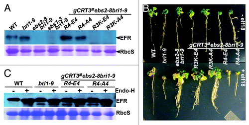 Figure 4. The basic tetrapeptide Arg392Arg393Arg394Lys395 of CRT3 is crucial for the complete folding of the plant immunity receptor EFR. (A) An immunoblot analysis of EFR. Total protein extracts from WT, bri1-9, ebs2-8bri1-9 and 4 selected gCRT3M ebs2-8 bri1-9 transgenic lines were separated by 10% SDS/PAGE and analyzed by immunoblotting with an anti-EFR antibody. Coomassie blue staining of RbcS serves as a loading control. (B) The efl18 growth inhibition assay. Shown here are images of 7-d-old seedlings of WT, bri1-9, ebs2-8bri1-9 and 4 selected gCRT3M ebs2-8 bri1-9 transgenic lines grown on half-strength MS agar medium (top panel) and 17-d-old seedlings of the same genotypes after 10-d treatment with 100 nM elf18 (bottom panel). (C) The Endo-H assay of EFR. Equal amounts of total proteins extracted from leaves of 5-week-old soil-grown plants were treated with (+) or without (−) Endo Hf for 1.5 h at 37°C, separated by 7% SDS/PAGE and analyzed by immunoblotting with an anti-EFR antibody. Coomassie blue staining of RbcS serves as a loading control.