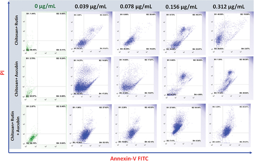 Figure 6. Flow cytometry images of apoptosis study in U87 cells with chitosan rutin, chitosan aucubin and chitosan rutin-aucubin at various concentrations for 48 h.