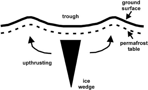 FIGURE 1. Cross-section of an ice wedge and ridges which commonly bound the ice-wedge troughs of low-centered polygons. The arrows indicate the direction of soil deformation that results from growth of the wedge
