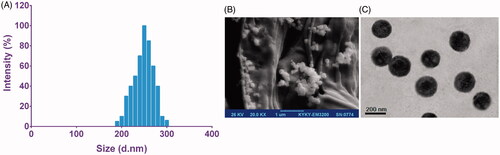 Figure 3. Characterization of MET-loaded PLGA-PEG NPs. Dynamic light scattering (DLS) (A), field emission scanning electron microscopy (FE-SEM) (B) and transmission electron microscopy (TEM) (C).